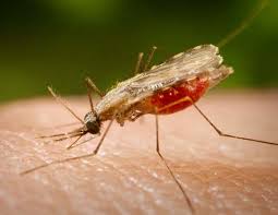 Acre tem uma das melhores estratégias de combate à malária das Américas