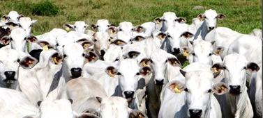 Câmara aprova aumento de penas para abate clandestino de gado