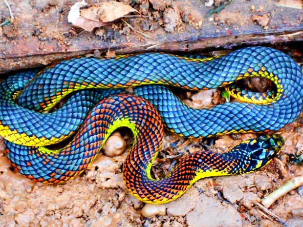 Cobra colorida é encontrada no bairro Irineu Serra