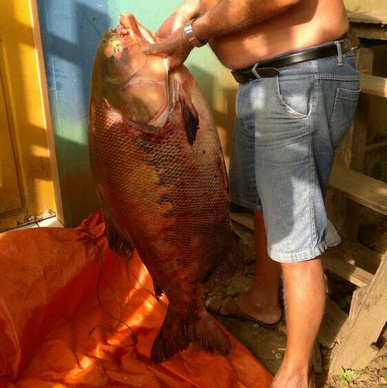 Tambaqui de 40 kg é capturado no Rio Acre, em Capixaba