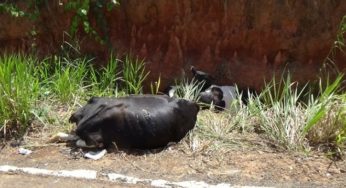 Oito bois morrem e quatro ficam com as patas quebradas