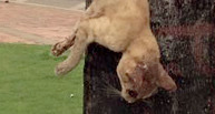 Cena de gato morto pendurado em árvore no centro de Rio Branco revolta internautas