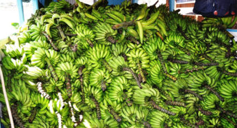 Prefeitura de Cruzeiro do Sul potencializa produção de banana