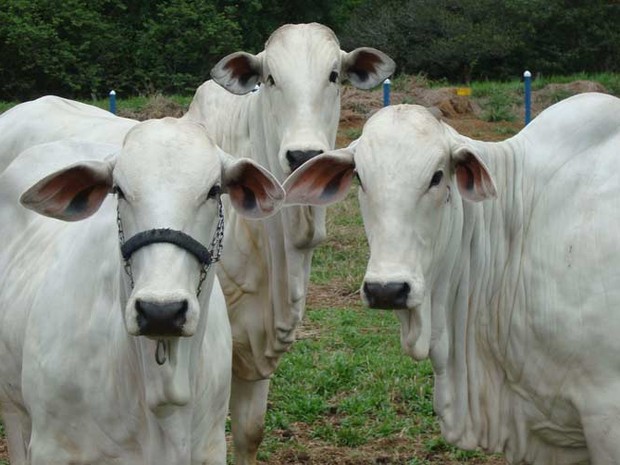 Guaxupé: Sistema desenvolvido no Acre aumenta em 30% a produção da pecuária