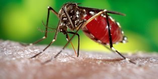 Vacina contra dengue deve ser disponibilizada em três meses