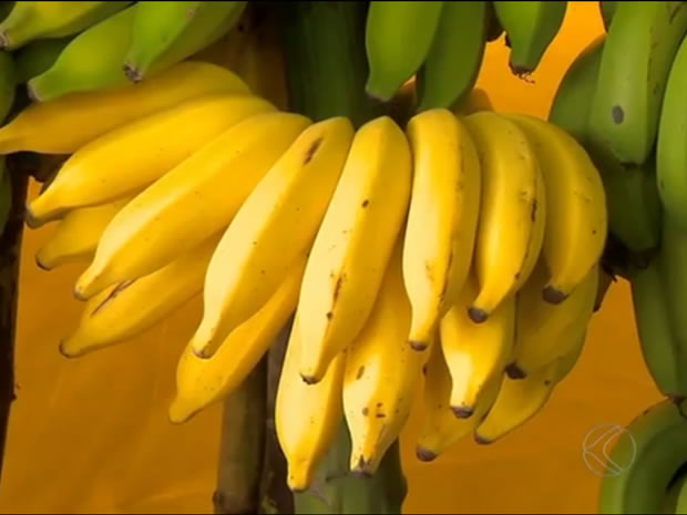 Estado do Acre é 3º maior produtor de banana no Norte