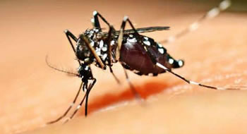 Ministério reafirma epidemia de Dengue no Estado do Acre