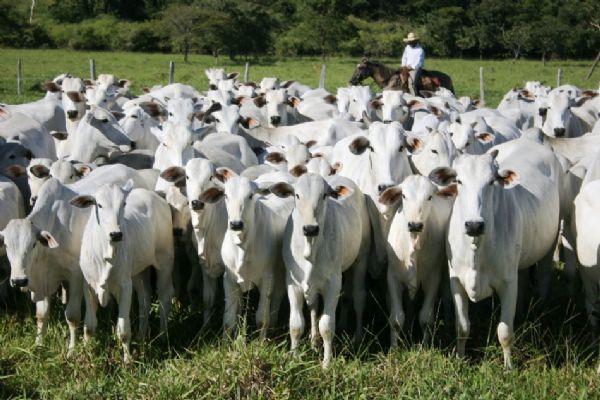Condenação de acusados por furto de gado na capital é mantida