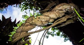 Ayahuasca estimula proliferação de neurônios, diz estudo