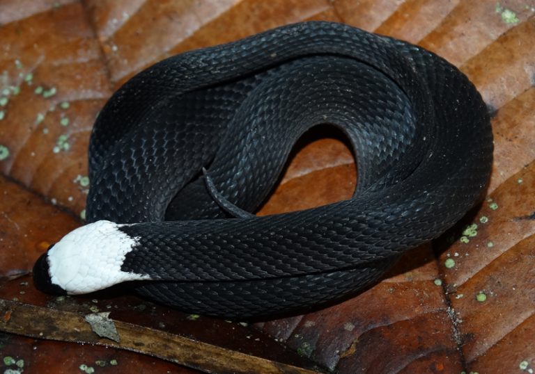 Serpente rara é descoberta na Estação Ecológica Rio Acre
