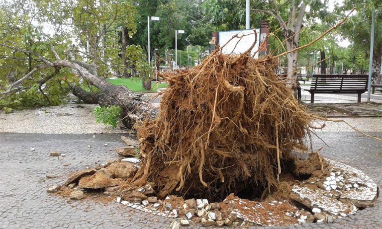 Árvore cai e causa transtornos na Praça da Revolução em Rio Branco