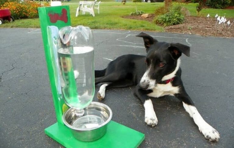 No Acre, campanha sugere ajuda a animais de rua por meio da instalação de bebedouros