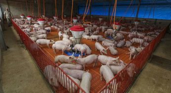 Abate de suínos cresceu 17,5% no 1º trimestre de 2021 no Acre