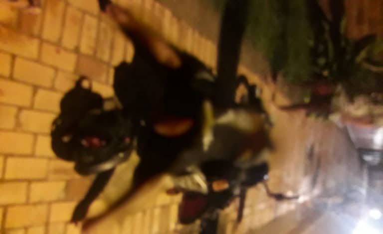 Motociclista morre após colidir contra poste de iluminação na Estrada da Sobral