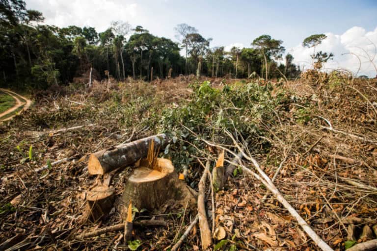 Acre desmatou 2% de tudo que foi derrubado na floresta amazônica em dezembro