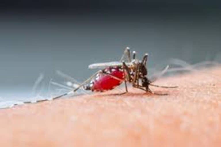 Reportagem do Fantástico, da Rede Globo, mostra aumento da malária no Estado do Acre