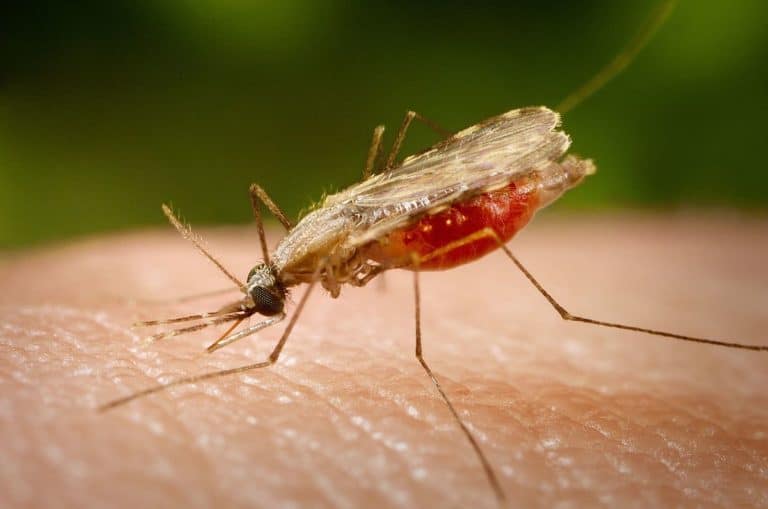 Saúde diz que Acre teve redução de 31% nos casos de malária