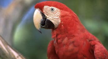 Operação combate exploração de animais silvestres usados para fotos com turistas