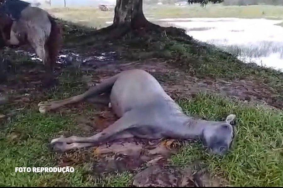 Descarga elétrica mata cavalo e deixa homem ferido na zona rural de  Cachoeira - Revista Recôncavo