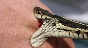 Colono é picado por cobra venenosa enquanto brocava roçado em seringal no rio Caeté