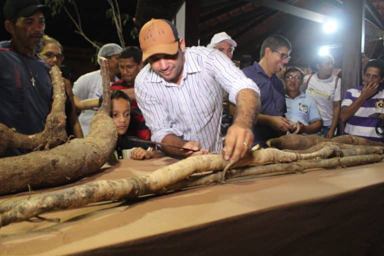 Maior macaxeira do Festival da Farinha tem mais de dois metros