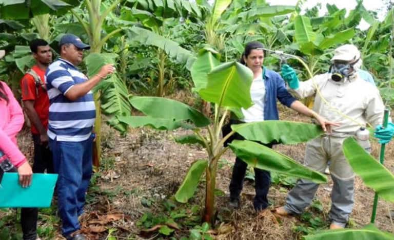 Pimenta longa não é eficaz contra doença da bananeira no Acre, mostra pesquisa