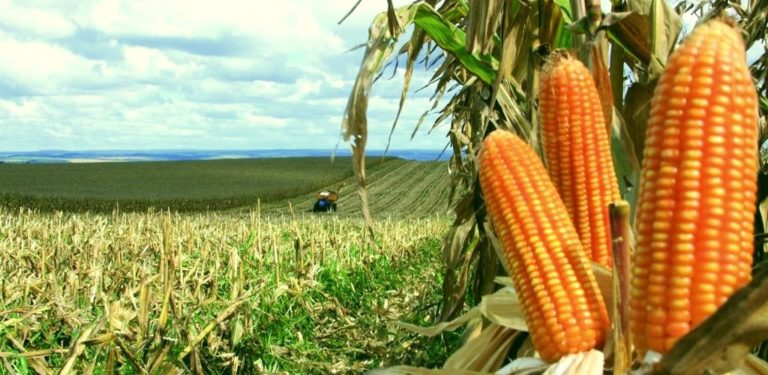 Perdas na produção de milho no Acre pode diminuir com melhorias em estradas