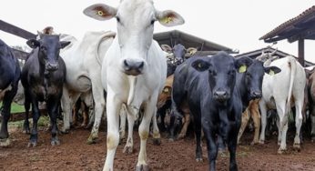 Venda clandestina de bezerros do Acre causa rombo na arrecadação de R$ 100 milhões e preço da carne deve disparar