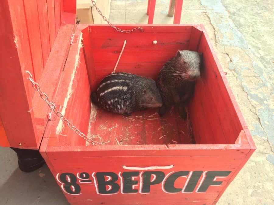 Corpo  de Bombeiros resgata filhotes de pacarana no centro de Xapuri