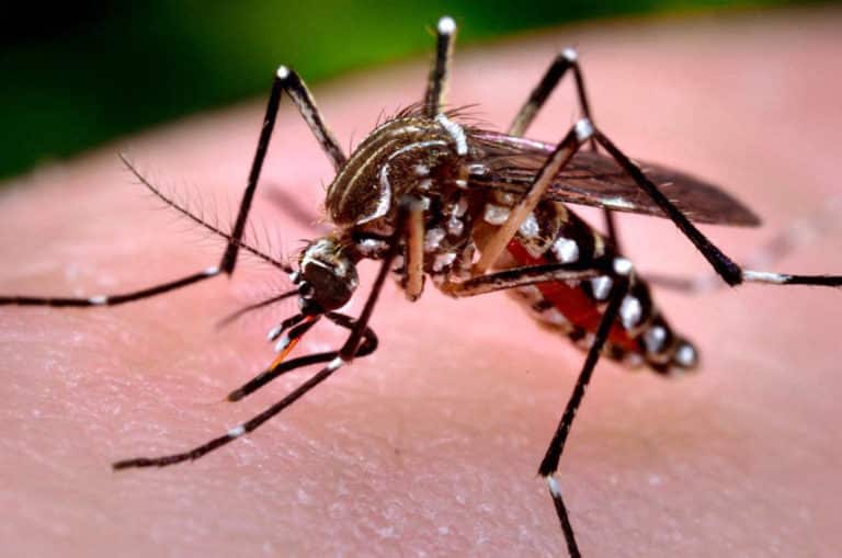 Rio Branco receberá equipamentos para ajudar no combate e prevenção da dengue