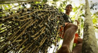 Agregar mais valor aos produtos de extração vegetal