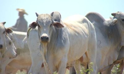 Criadores de gado de corte têm até 31 de maio para renegociar dívidas de crédito rural