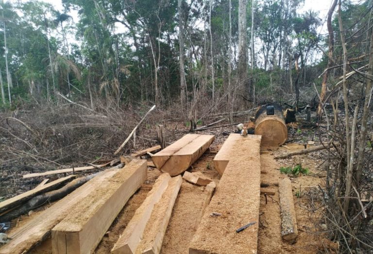 Acre contribuiu com 15% no total desmatado na Amazônia em agosto