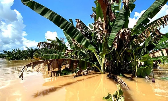 Mais de 7 mil produtores sofrem com enchente; banana e macaxeira são os mais afetados