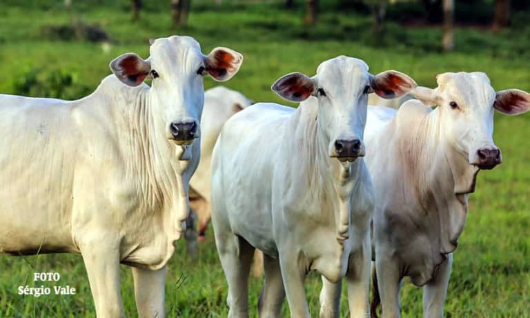Governo altera lei que reduz base de cálculo do ICMS nas operações interestaduais com bovinos