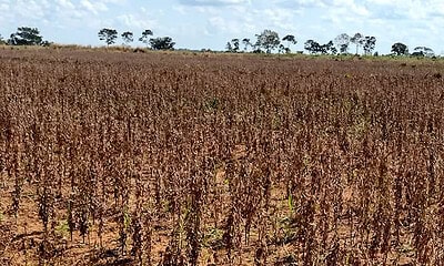 Novas regras para controle da ferrugem asiática da soja são definidas no Acre