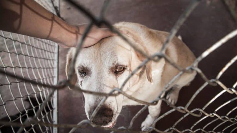Pet Shop é condenado em R$ 10 mil após cachorrinha ser esmagada por caixa d’água