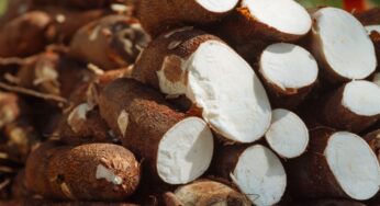 Macaxeira perde quase R$1 bilhão de valor de produção no Acre em seis anos