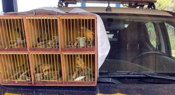 PRF resgata curiós transportados na BR-317 sem autorização do Ibama no Acre
