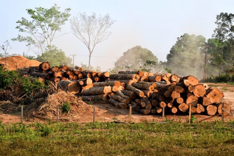 Exploração de madeira legal no Acre entre 2020 e 2021 se concentrou em 5 municípios