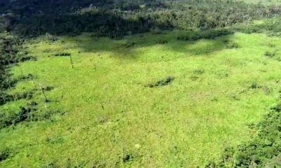 Justiça determina medidas para garantir proteção da Floresta do Antimary