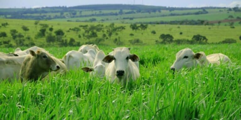 Acre sanciona lei que reduz ICMS para saídas de bovinos gordos para abate para 9 estados