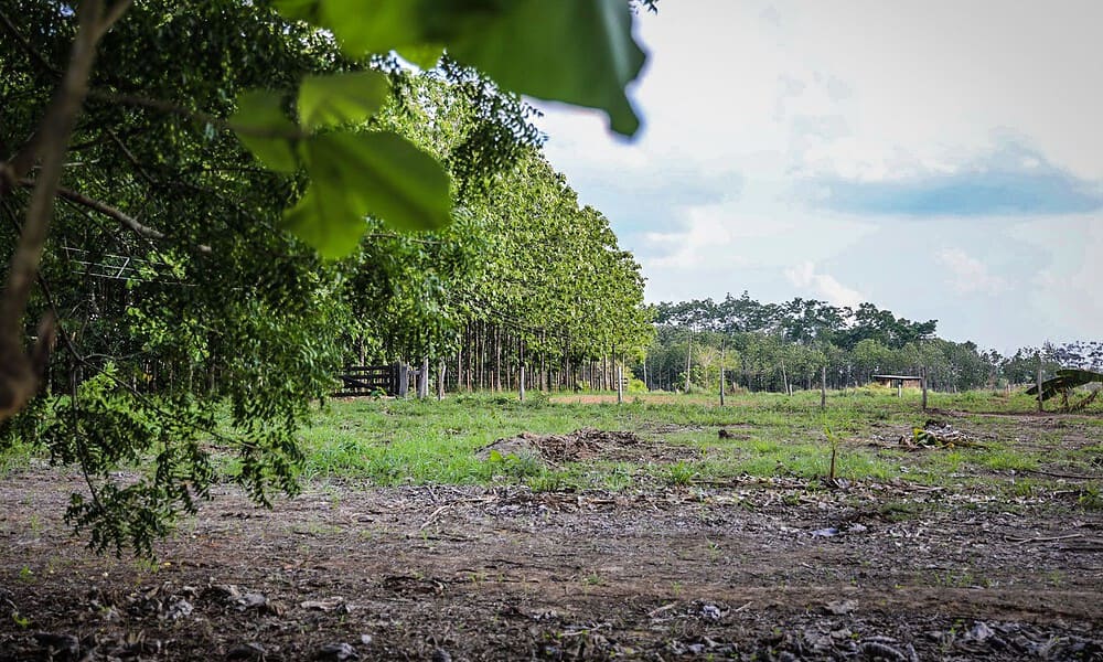 Empresa atua ainda com nove projetos socioambientais e parcerias com o município e a Ufac