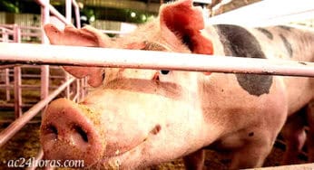Carne Suína: surge uma nova potência nas exportações do Acre