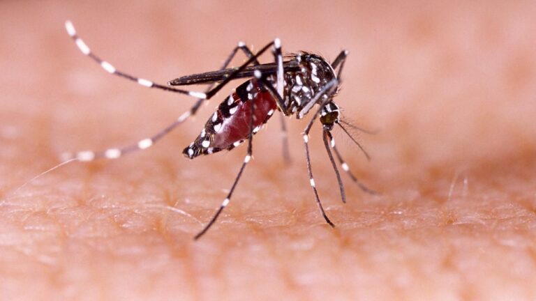Governo Federal mostra queda de 74,2% nos casos de dengue no Acre