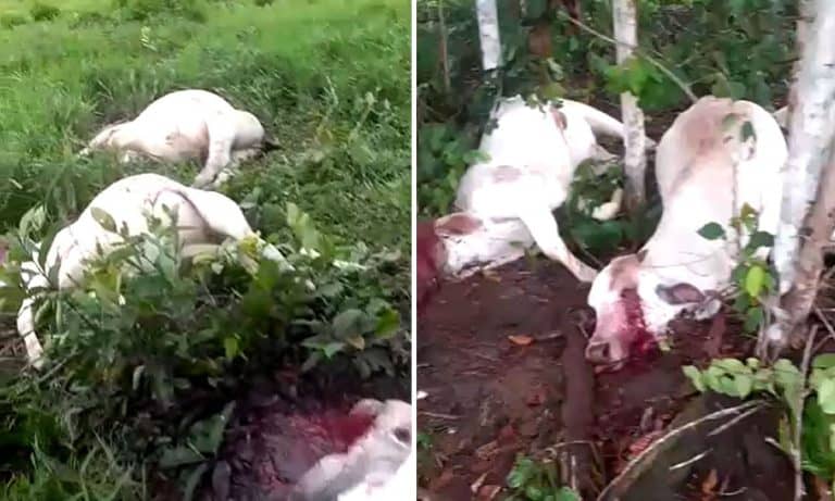 Raio mata mais de 10 cabeças de gado na zona rural de Cruzeiro do Sul