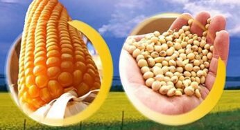 Conab: safra da soja do Acre está 99% colhida; plantio do milho tem bom desenvolvimento