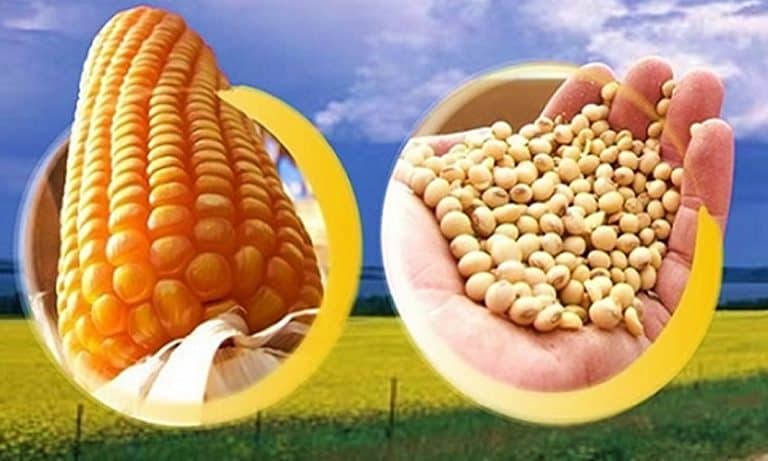 Conab: safra da soja do Acre está 99% colhida; plantio do milho tem bom desenvolvimento