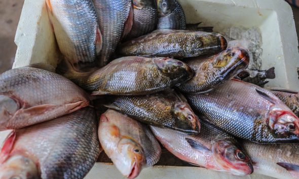 Produção de peixe cresce 3,2%, mas ainda faltam investimentos para expansão no Acre