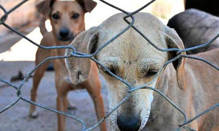 Governo publica lei que proíbe contratação de condenados por maus-tratos contra animais